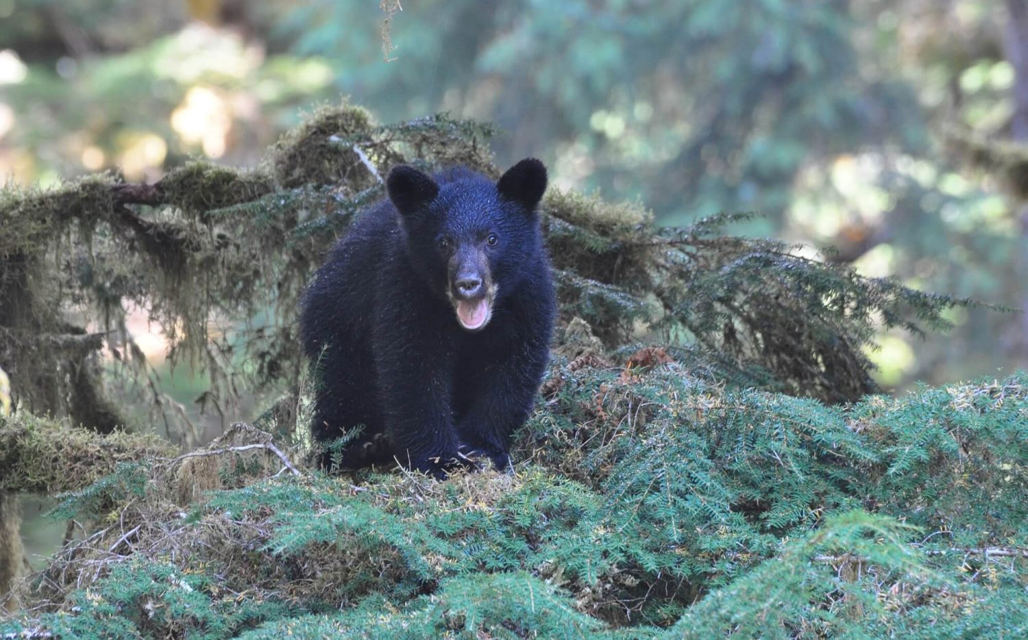 Alaska-Bear-cub-1500x935