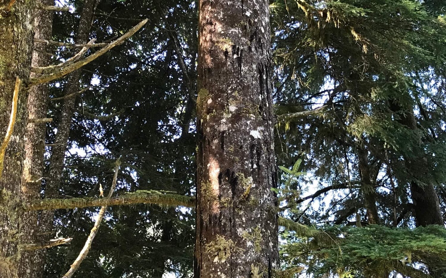 Neets-Bay-Bear-claw-marks-in-tree-1500x935