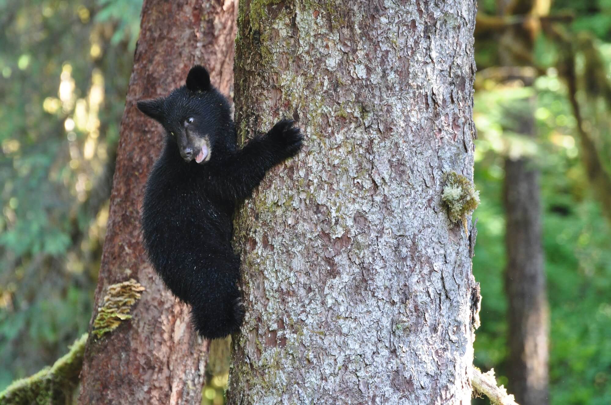 Alaska-Bear-cub-in-tree